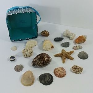 Sea shells from the sea shore years of collecting